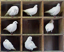 pigeons